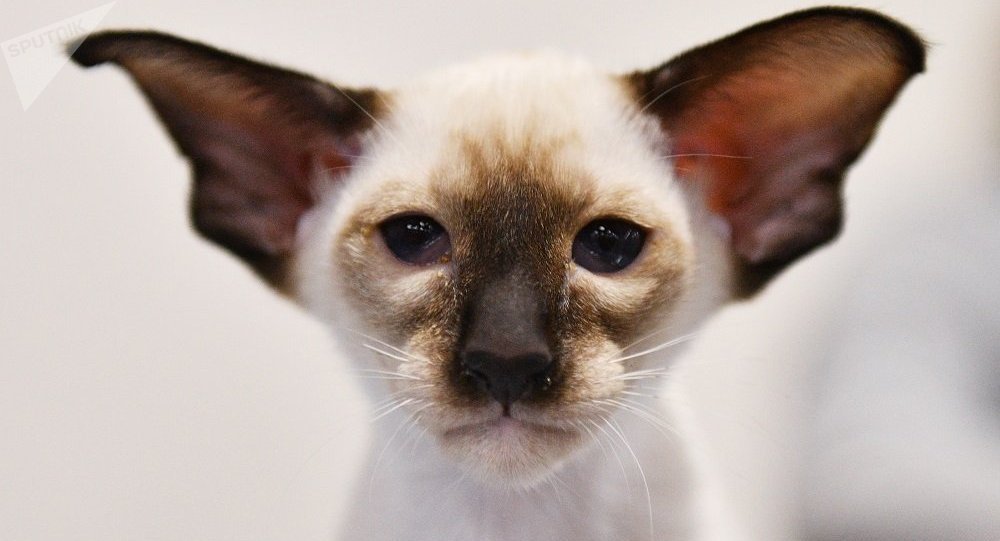 sputnik / natalya seliverstova