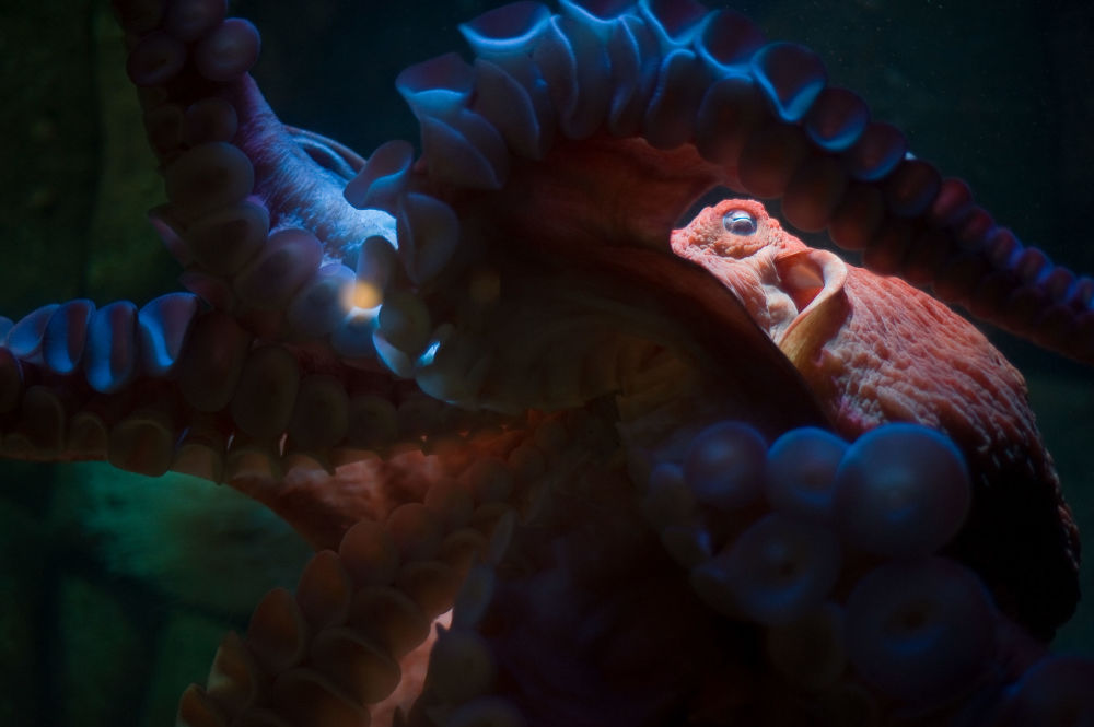 体型最大海洋生物 - 2018年6月7日, 俄罗斯卫星通讯社