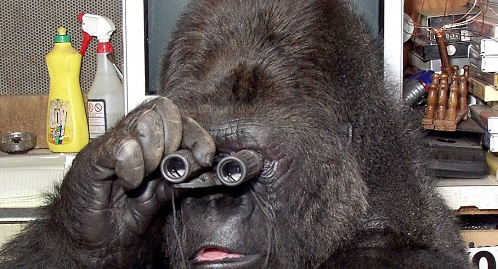精通手语的大猩猩可可在美国去世 享年46岁