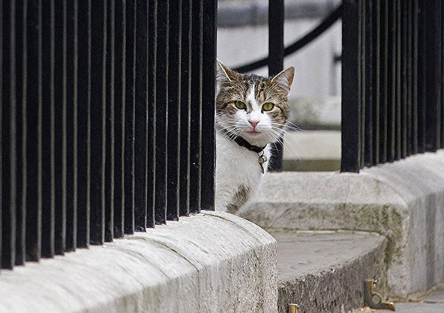 住在伦敦唐宁街10号首相官邸的拉里猫