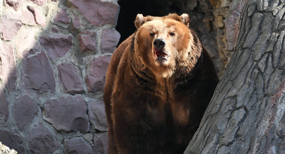 莫斯科动物园棕熊因天气温暖提前结束冬眠