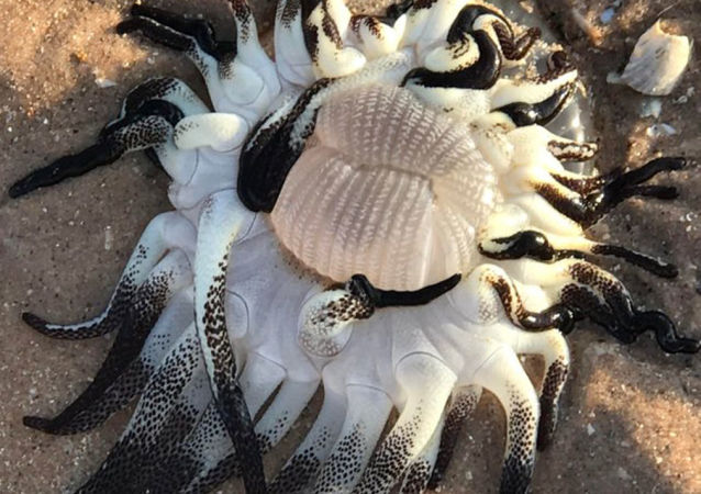 澳大利亚发现长有十个触手的海洋怪物