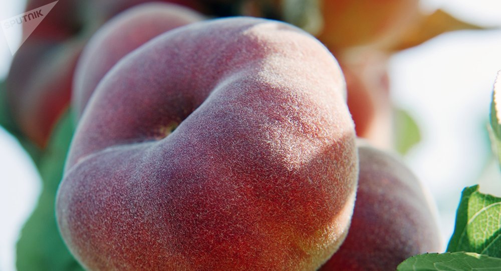 俄罗斯将从8月10日起暂停从中国进口梨果类和核果类水果