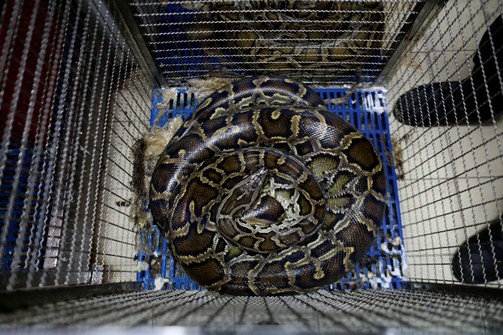 曼谷消防站内笼底蜷着的蛇