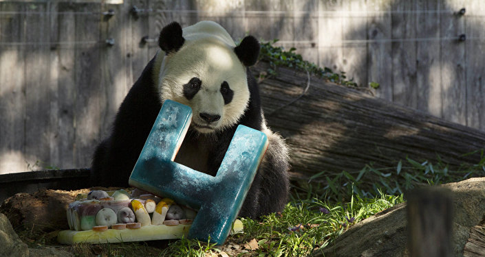 美国国家动物园:旅美大熊猫"贝贝"19日将启程回国