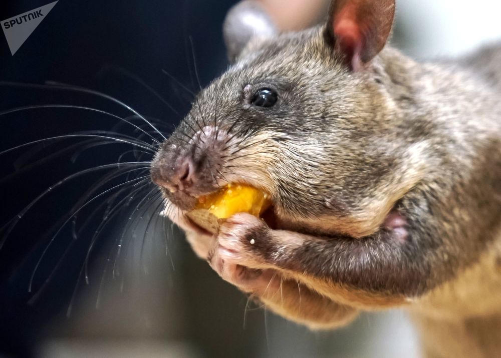 冈比亚巨鼠知多少:老鼠——2020年的生肖