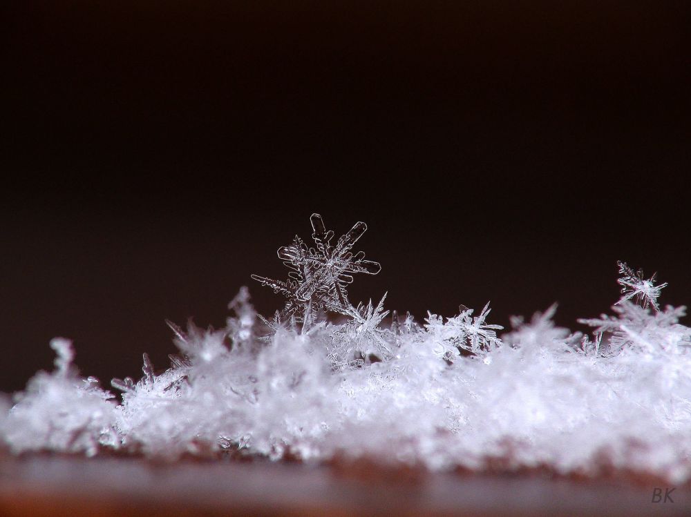 冰花美人:那些你未曾见过的雪花 - 2019年12月20日, 俄罗斯卫星通讯社