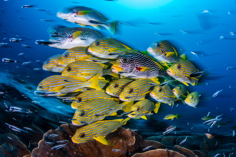 2019年海洋艺术水下摄影大赛获奖作品出炉