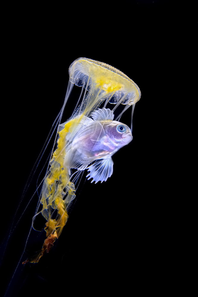 2019年海洋艺术水下摄影大赛获奖作品出炉