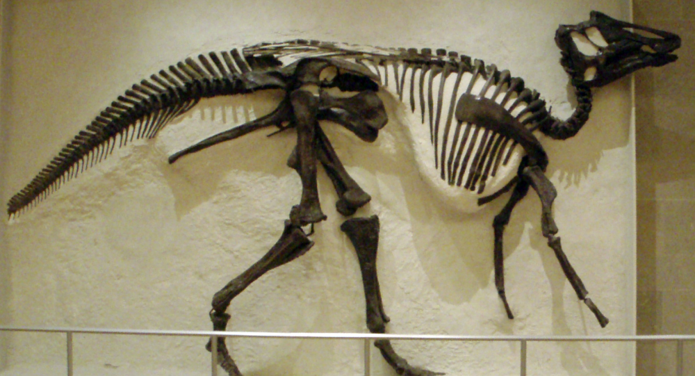 北美洲鸭嘴龙化石中发现蛋白质染色体和dna迹象