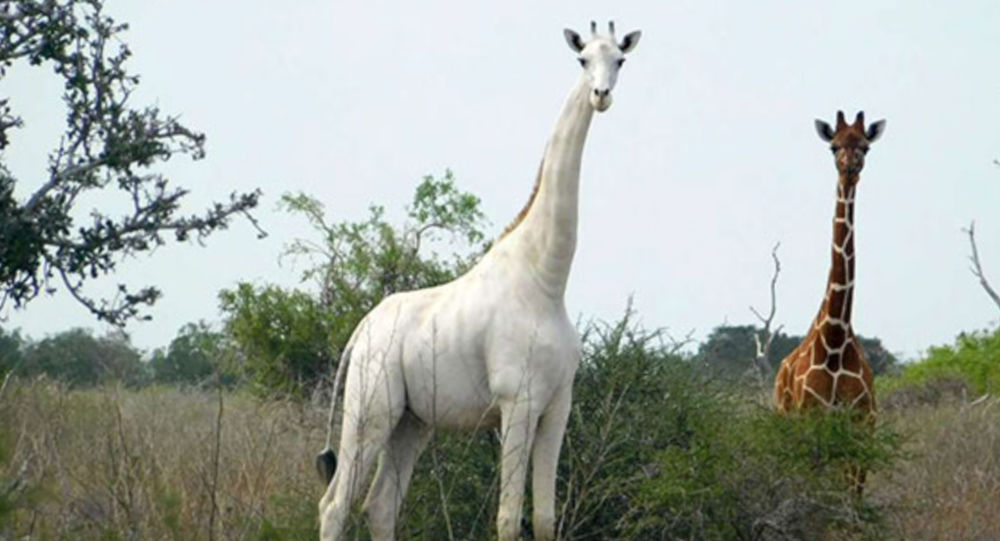 偷猎者杀害两只白长颈鹿世上仅剩一只雄性