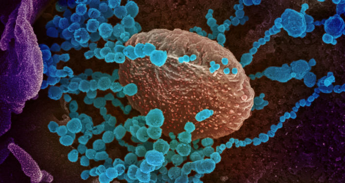 冠状病毒感染的细胞