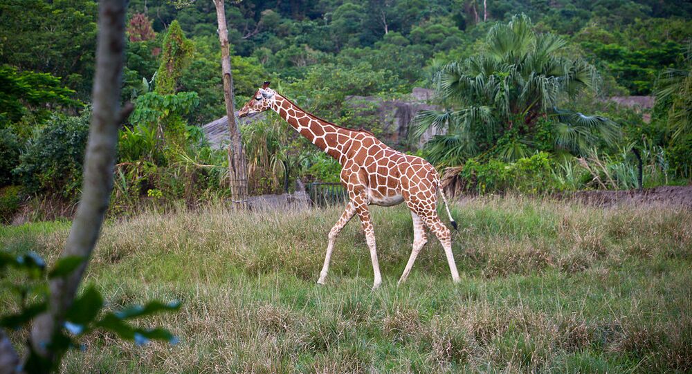 媒體:臺灣動物園長頸鹿在前往與配偶見面的路上因驚嚇死亡