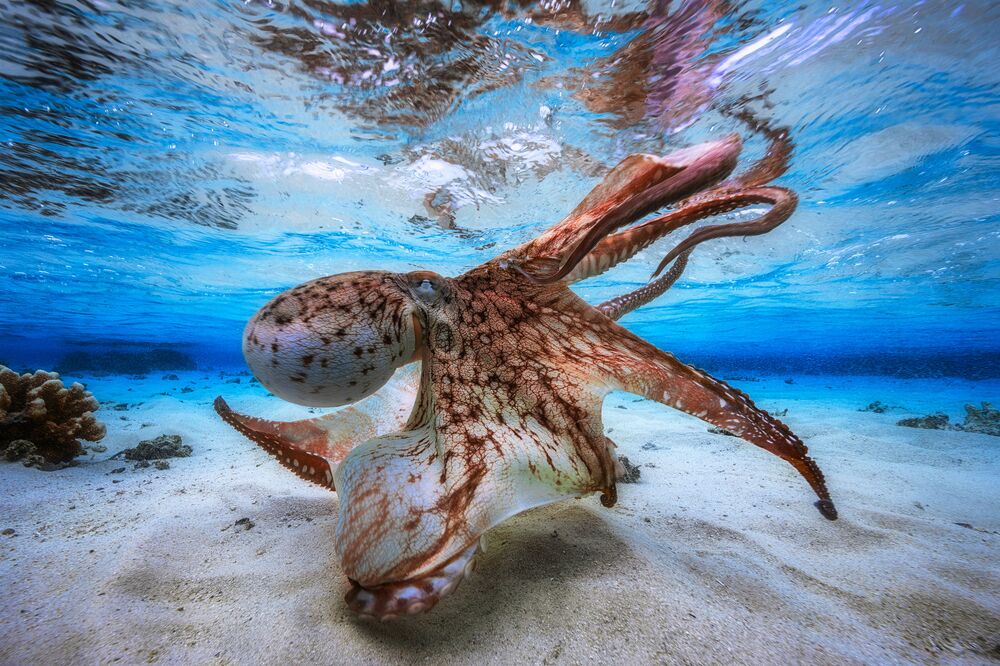 2017水下摄影大赛获奖作品《舞动的章鱼》