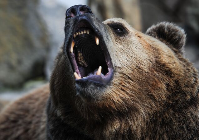 俄罗斯马加丹市中心有熊闯入 被警察射杀