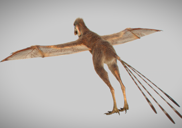 中国科学家们又发现一种长有蝙蝠翅膀的恐龙