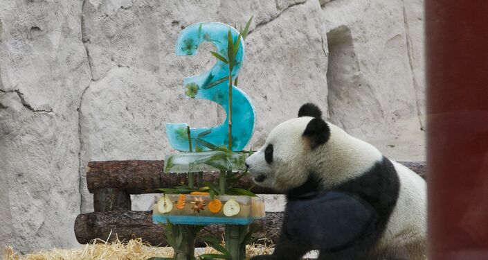 俄罗斯熊猫如意_大熊猫标准体重_旅俄大熊猫体重狂飙