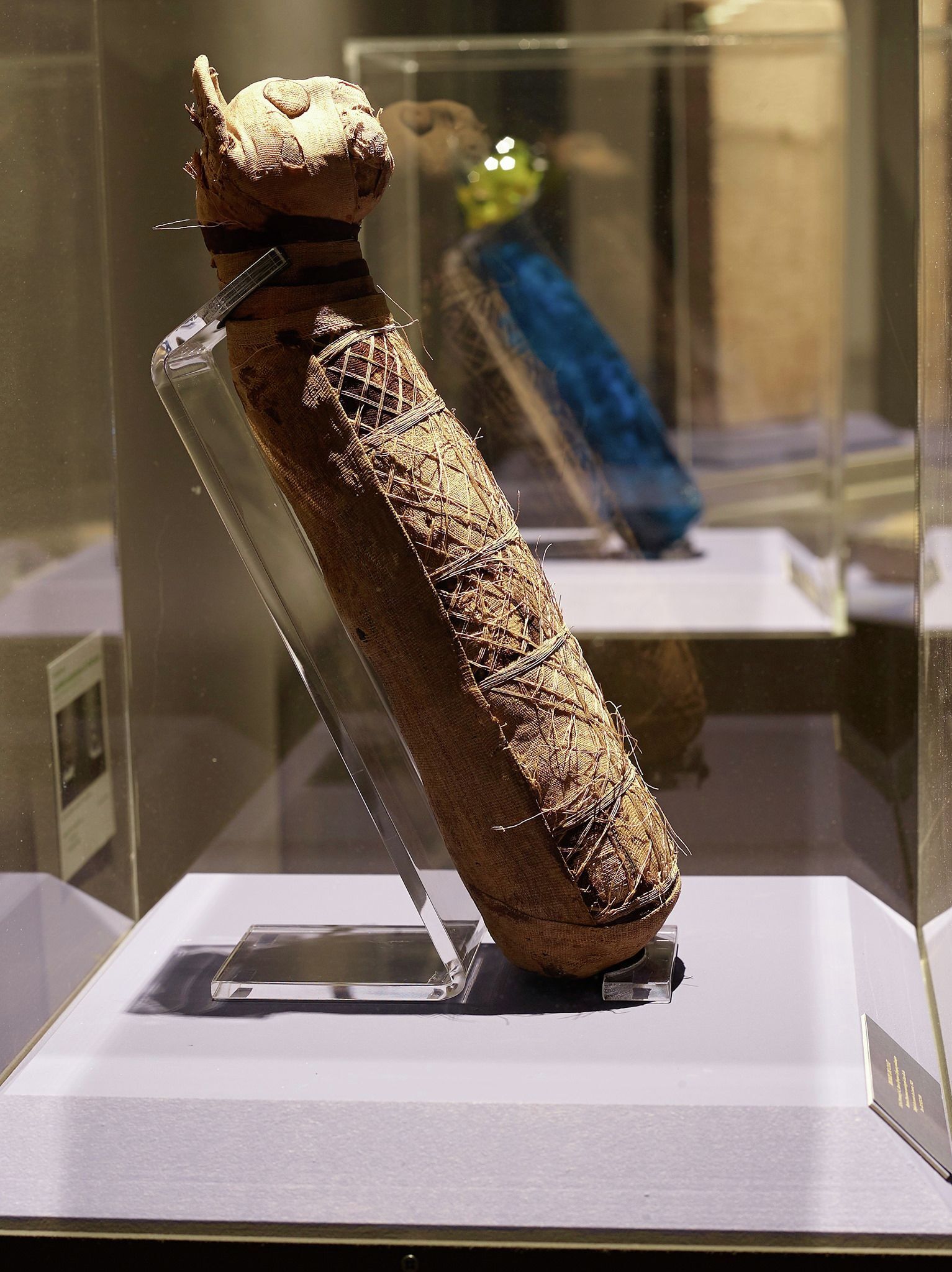 法国科学家发现古埃及猫木乃伊内部的奥秘