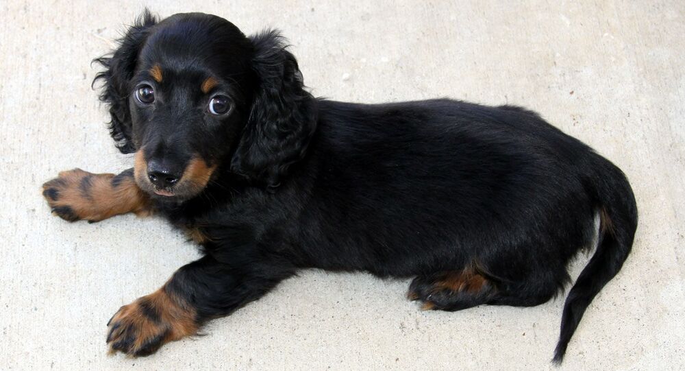 腊肠犬幼崽不可思议的出生方式 (图片)